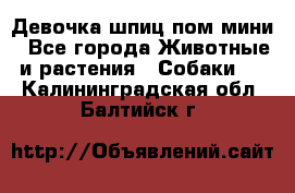 Девочка шпиц пом мини - Все города Животные и растения » Собаки   . Калининградская обл.,Балтийск г.
